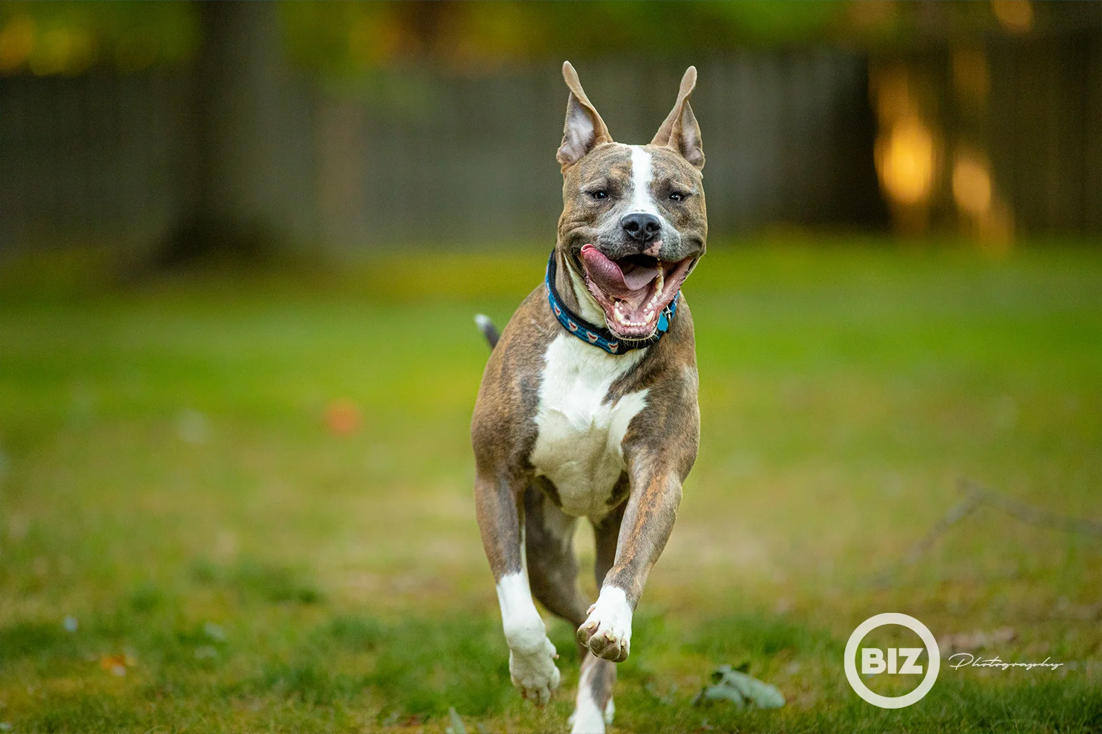 Man’s Best Friend - How to Photograph Your Dog