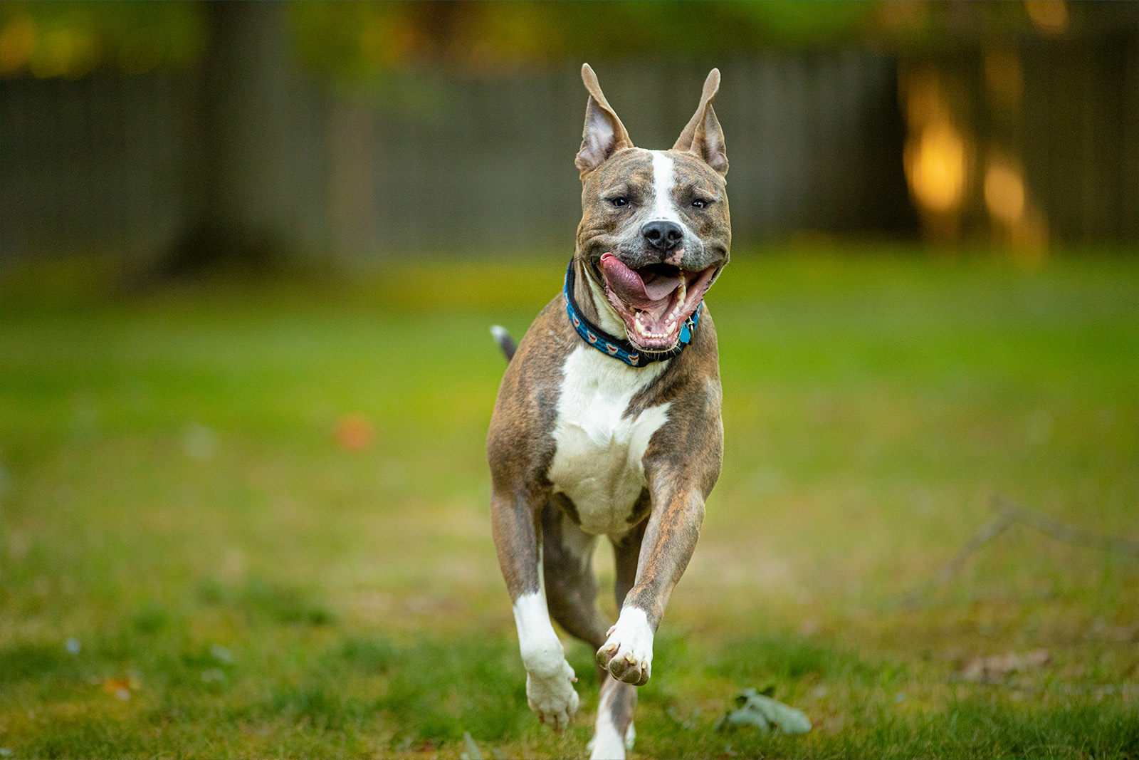 pet Photography, Dog Photo, Pittbull, Pitt Mix, Terrier, Action Shots, BIZ Photography LLC