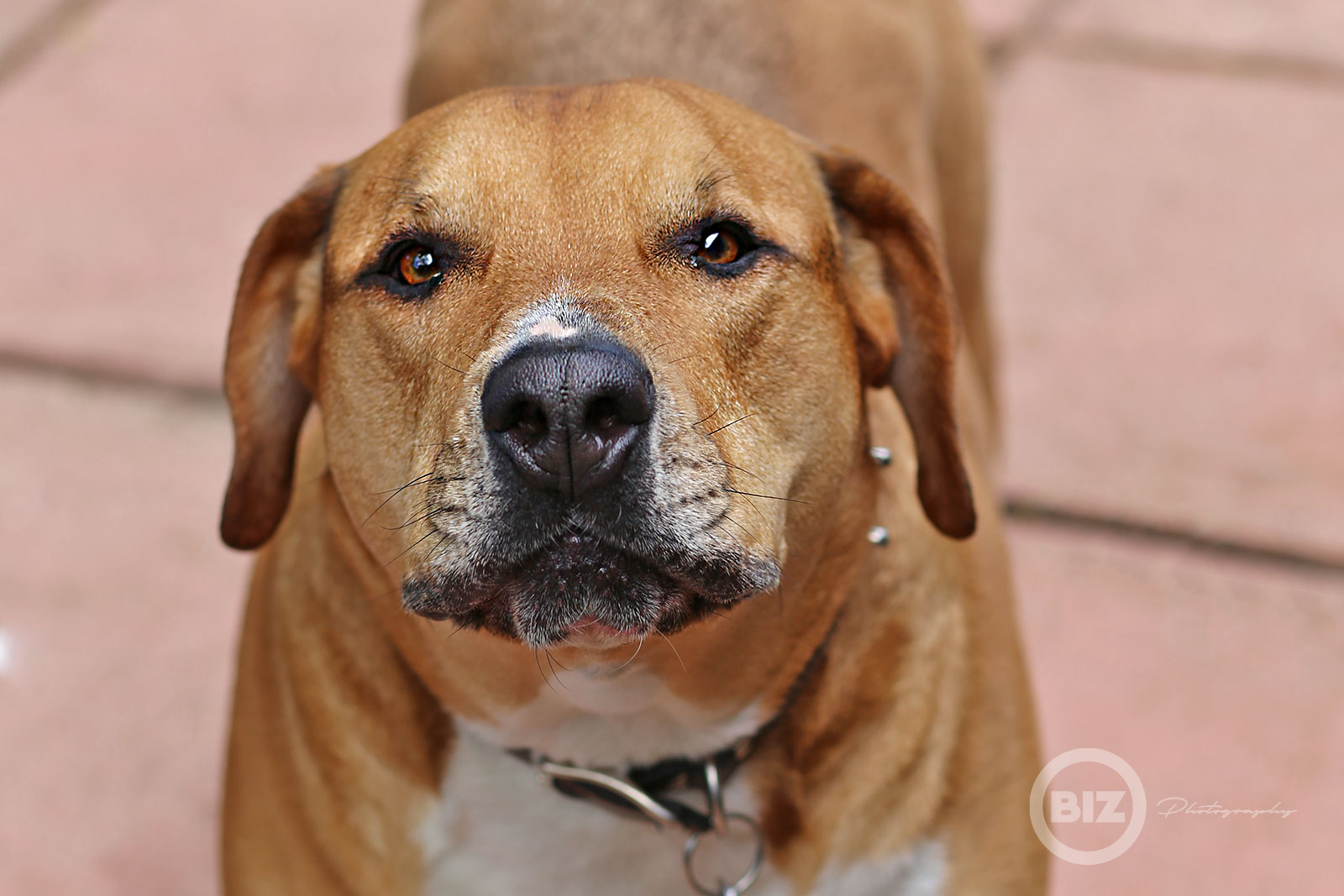 pets, pitbull, animals, photograph, animals, furbabies, mans best friend, Biz photography llc, cleveland, Ohio